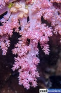 Image result for Nephthea. Size: 122 x 185. Source: reefbuilders.com