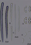 Image result for Lissodendoryx Ectyodoryx diversichela Onderrijk. Size: 131 x 185. Source: www.researchgate.net