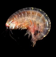 Image result for Ampeliscidae. Size: 183 x 185. Source: www.aphotomarine.com