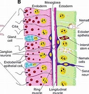 Image result for Hydrozoa Anatomy. Size: 175 x 185. Source: www.researchgate.net