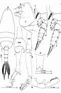 Image result for "scottocalanus Securifrons". Size: 121 x 185. Source: copepodes.obs-banyuls.fr