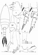 Image result for Scottocalanus securifrons Geslacht. Size: 127 x 185. Source: copepodes.obs-banyuls.fr
