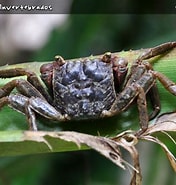 Image result for Armases angustipes Klasse. Size: 176 x 185. Source: www.planetainvertebrados.com.br