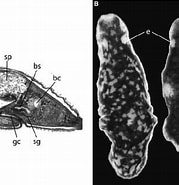 Image result for "cercyra Hastata". Size: 179 x 185. Source: www.researchgate.net