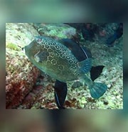 Image result for Acanthostracion notacanthus. Size: 180 x 185. Source: www.reeflex.net