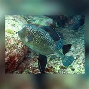 Image result for "acanthostracion Notacanthus". Size: 185 x 185. Source: www.reeflex.net
