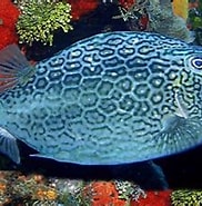 Image result for Acanthostracion notacanthus Rijk. Size: 182 x 165. Source: www.seagarden.pl