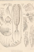 Bradycalanus Gigas Rijk-க்கான படிம முடிவு. அளவு: 120 x 185. மூலம்: www.marinespecies.org