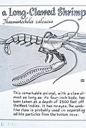 Image result for "thaumastocheles Zaleucus". Size: 125 x 185. Source: www.pinterest.com