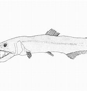 Image result for Odontostomops Normalops Stam. Size: 176 x 185. Source: fishesofaustralia.net.au