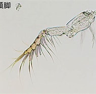 Afbeeldingsresultaten voor "paracalanus Aculeatus". Grootte: 190 x 185. Bron: plankton.image.coocan.jp