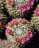 Image result for "conchopsis Compressa". Size: 148 x 185. Source: www.desert-tropicals.com