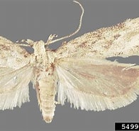 Image result for Chirundinella magna Onderklasse. Size: 196 x 185. Source: www.insectimages.org