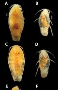 Cirolanidae ਲਈ ਪ੍ਰਤੀਬਿੰਬ ਨਤੀਜਾ. ਆਕਾਰ: 120 x 185. ਸਰੋਤ: subtbiol.pensoft.net