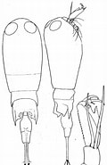 Image result for "corycaeus Typicus". Size: 120 x 185. Source: copepodes.obs-banyuls.fr