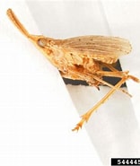 Afbeeldingsresultaten voor "heterorhabdus Tanneri". Grootte: 156 x 185. Bron: www.insectimages.org