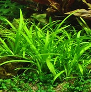 Image result for "sagitta Tropica". Size: 184 x 185. Source: pinktropical.fr
