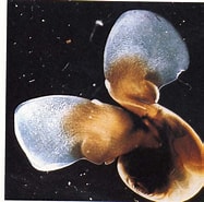 Afbeeldingsresultaten voor "limacina Helicoides". Grootte: 187 x 185. Bron: www.math.nyu.edu