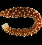 Image result for Aspidochirotida. Size: 174 x 185. Source: www.echinoderms.net