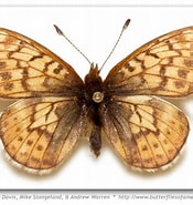 Afbeeldingsresultaten voor "paralepis Harry". Grootte: 175 x 185. Bron: butterfliesofamerica.com