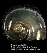 Image result for Atlanta inclinata Verwante Zoekopdrachten. Size: 163 x 185. Source: www.marinespecies.org