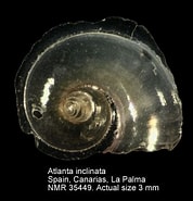 Image result for Atlanta inclinata Feiten. Size: 178 x 185. Source: www.marinespecies.org
