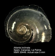 Image result for Atlanta inclinata Feiten. Size: 181 x 185. Source: www.marinespecies.org