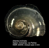 Afbeeldingsresultaten voor Atlanta inclinata Feiten. Grootte: 187 x 185. Bron: www.marinespecies.org