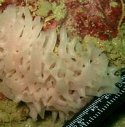 Image result for "leucaltis Clathria". Size: 181 x 185. Source: spongeguide.uncw.edu