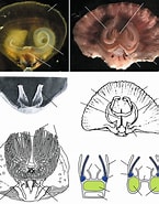 Image result for "lophothrix Frontalis". Size: 145 x 185. Source: www.researchgate.net