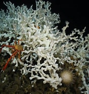 Image result for Lophelia Coral Banks. Size: 176 x 185. Source: oceana.ca