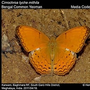 Image result for "cirrophorus Lyra". Size: 185 x 185. Source: ifoundbutterflies.org