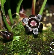 Image result for "aphroceras Ensata". Size: 182 x 185. Source: tracuuduoclieu.vn