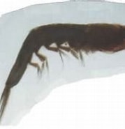 Image result for "euphausia Pseudogibba". Size: 179 x 125. Source: www.odb.ntu.edu.tw
