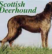 Image result for World Dansk Fritid Husdyr hunde racer Mynder Skotsk hjortehund. Size: 176 x 185. Source: www.mynder.dk