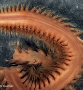 Image result for Nephtys longosetosa. Size: 172 x 185. Source: www.iopan.gda.pl