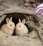 Image result for Tw ウサギの巣. Size: 173 x 185. Source: www.kokousa.com