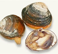 Image result for Spisula sachalinensis. Size: 200 x 185. Source: blog.daum.net