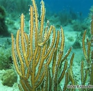 Image result for Pterogorgia guadalupensis Stam. Size: 189 x 185. Source: bioobs.fr