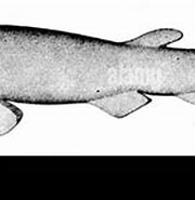 Image result for "apristurus Profundorum". Size: 180 x 109. Source: www.alamy.com