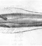 Image result for Eukrohnia Bathypelagica Klasse. Size: 168 x 85. Source: www.dnr.sc.gov