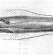 Image result for Eukrohnia Bathypelagica Orde. Size: 180 x 85. Source: www.dnr.sc.gov