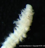 Image result for "prionospio Plumosa". Size: 174 x 185. Source: www.ifop.cl