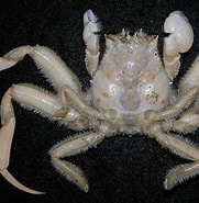 Image result for Dorippe tenuipes. Size: 181 x 185. Source: www.crabdatabase.info
