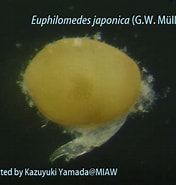 Image result for Euphilomedes. Size: 176 x 185. Source: miaw.o.oo7.jp