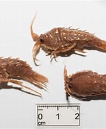 Image result for Rhachotropis oculata Klasse. Size: 152 x 185. Source: www.marinespecies.org