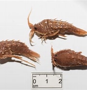 Image result for Rhachotropis Grimaldi. Size: 179 x 185. Source: www.marinespecies.org