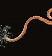 Image result for "pseudopotamilla Reniformis". Size: 174 x 185. Source: www.aphotomarine.com