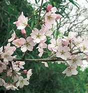 Image result for 桜の種類しずか. Size: 176 x 185. Source: buna.info