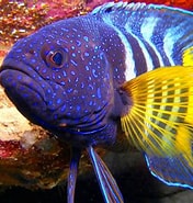 Image result for Fish. Size: 176 x 185. Source: wallhere.com